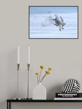 Snowy Owl Poster och Canvastavla