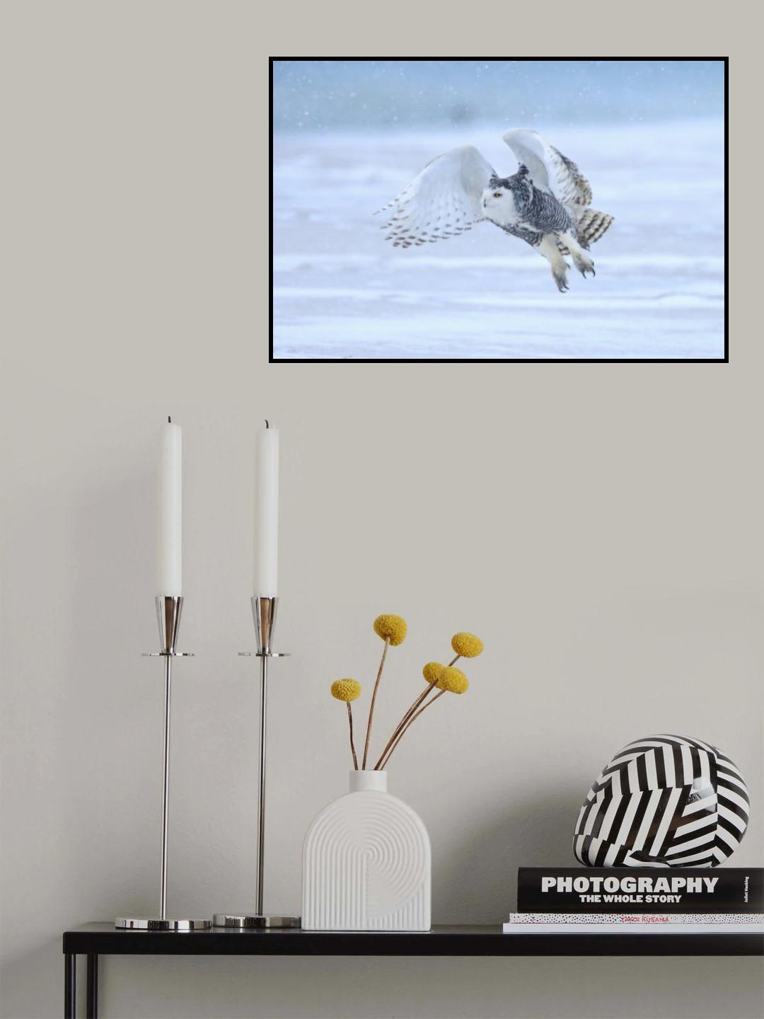 Snowy Owl Poster och Canvastavla