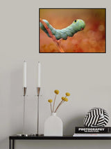 Funny Face Caterpillar Poster och Canvastavla