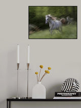 Lipizzaner Poster och Canvastavla
