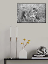 lions Poster och Canvastavla