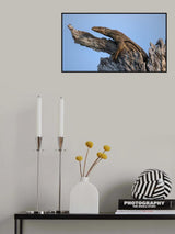 Land monitor lizard Poster och Canvastavla