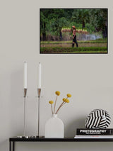 Farmer are planting rice in the rainy season Poster och Canvastavla