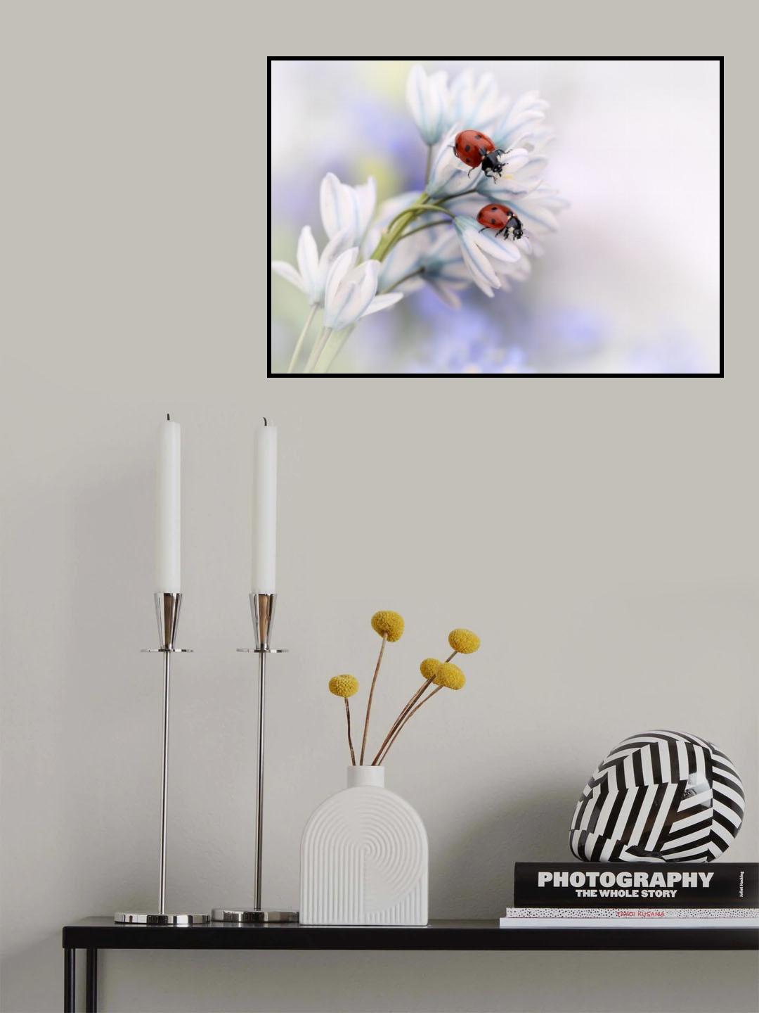 Ladybirds Poster och Canvastavla
