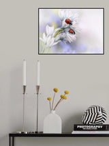 Ladybirds Poster och Canvastavla
