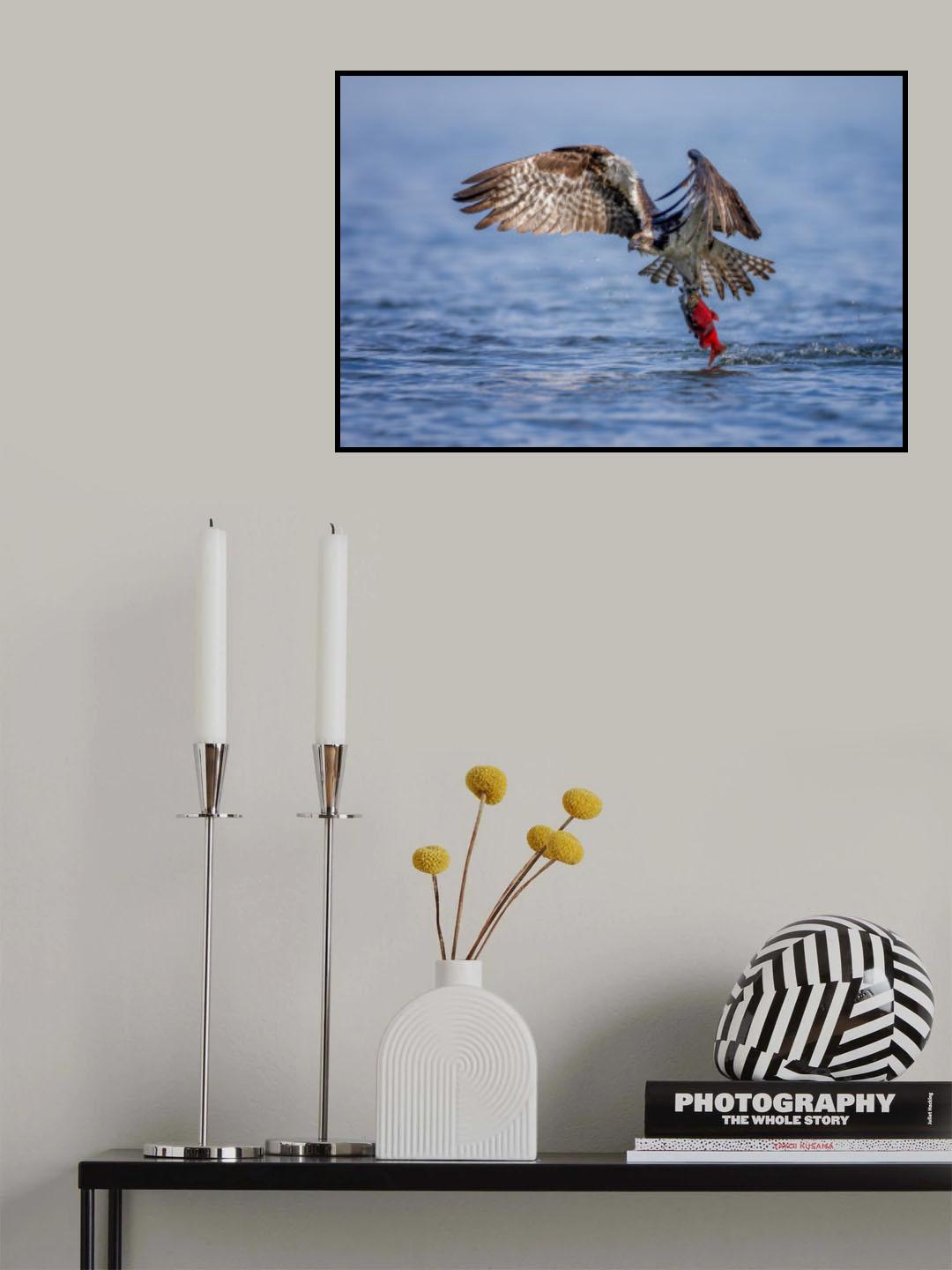 Osprey with a Kokanee Salmon Poster och Canvastavla
