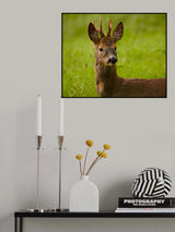 Wild Roe deer Poster och Canvastavla