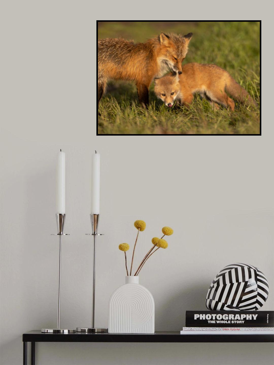 Red fox Poster och Canvastavla