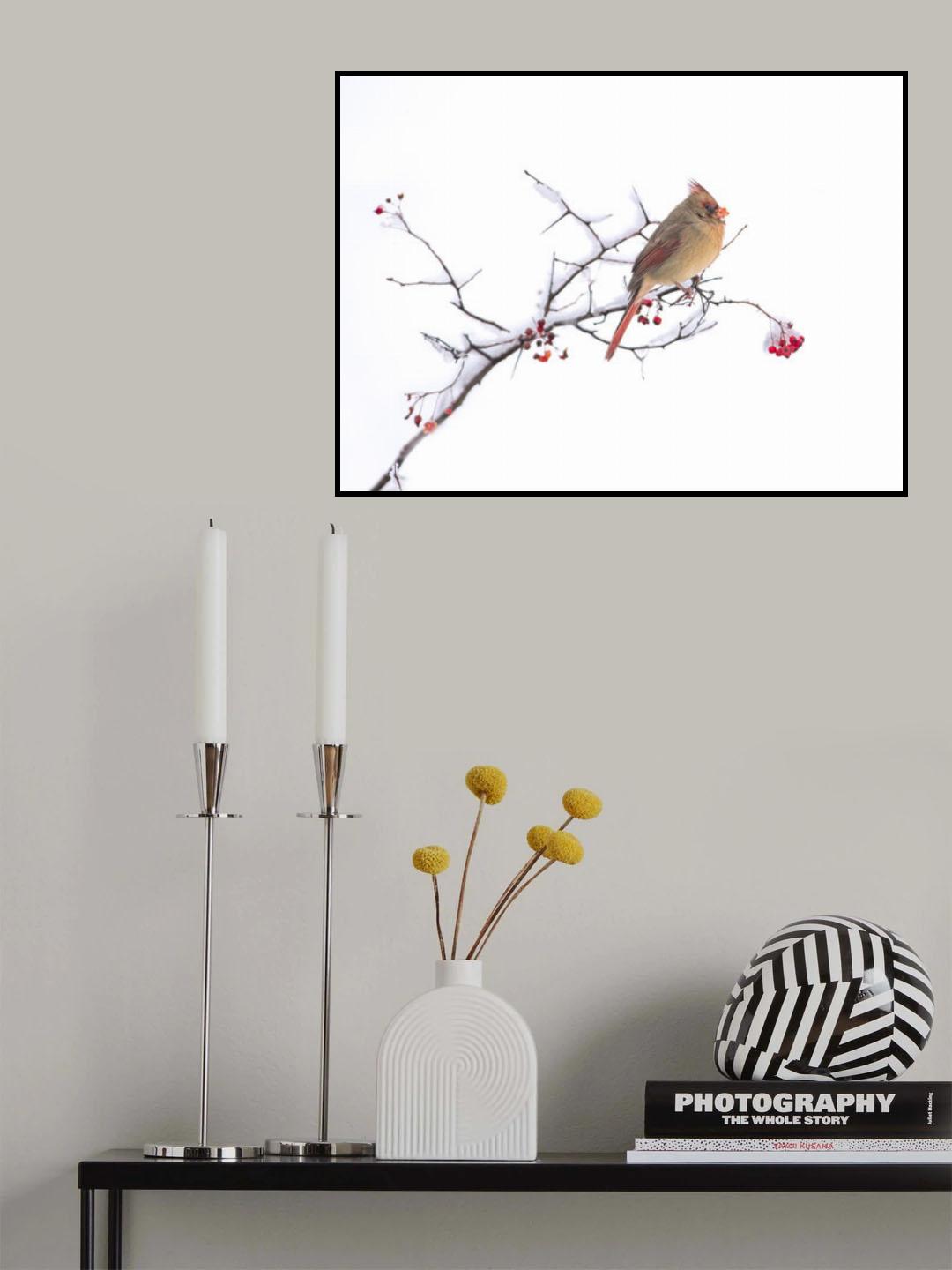 Cardinal Poster och Canvastavla