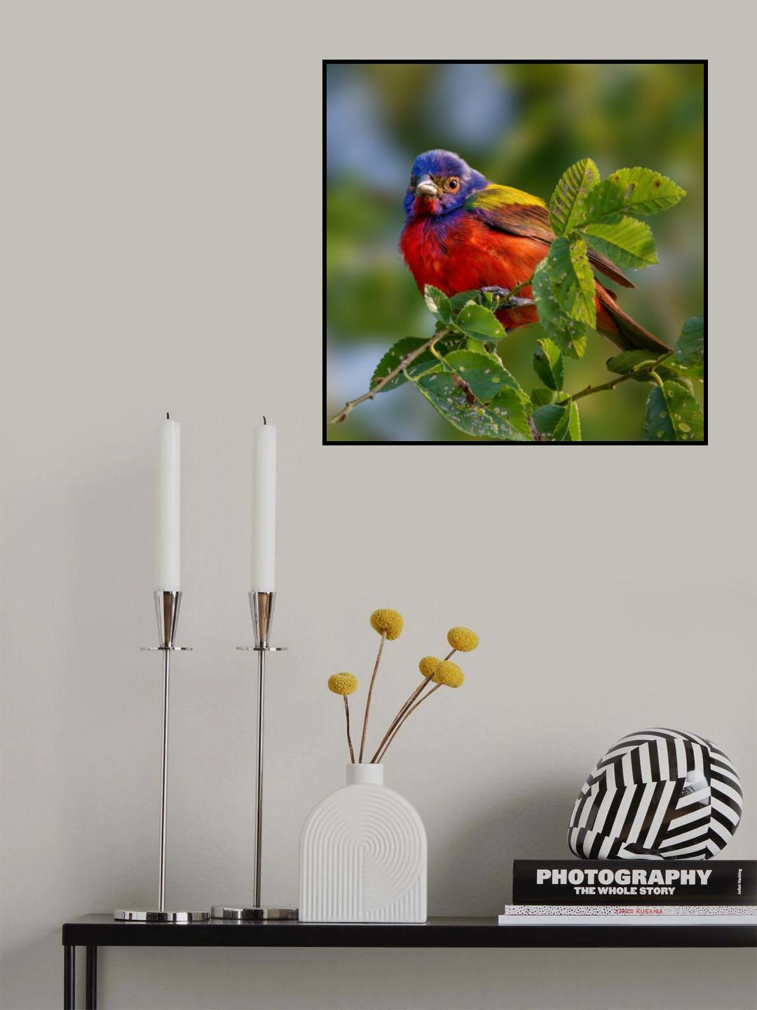 Painted bunting Poster och Canvastavla