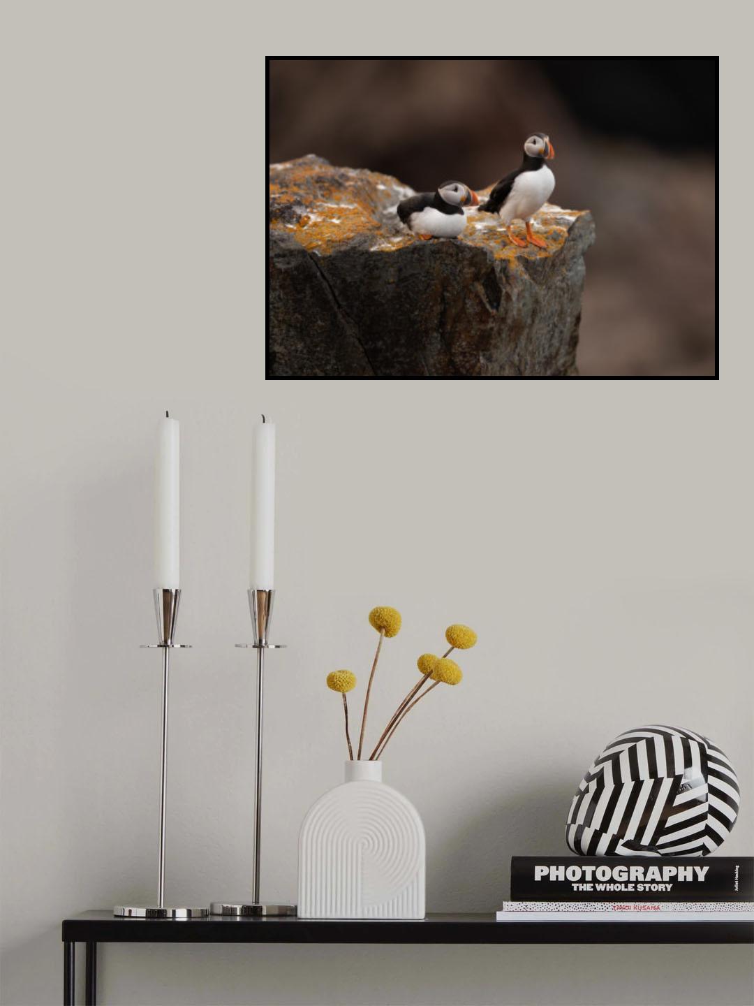 Puffins Poster och Canvastavla