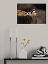 Puffins Poster och Canvastavla
