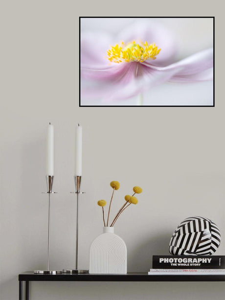 Anemone Poster och Canvastavla