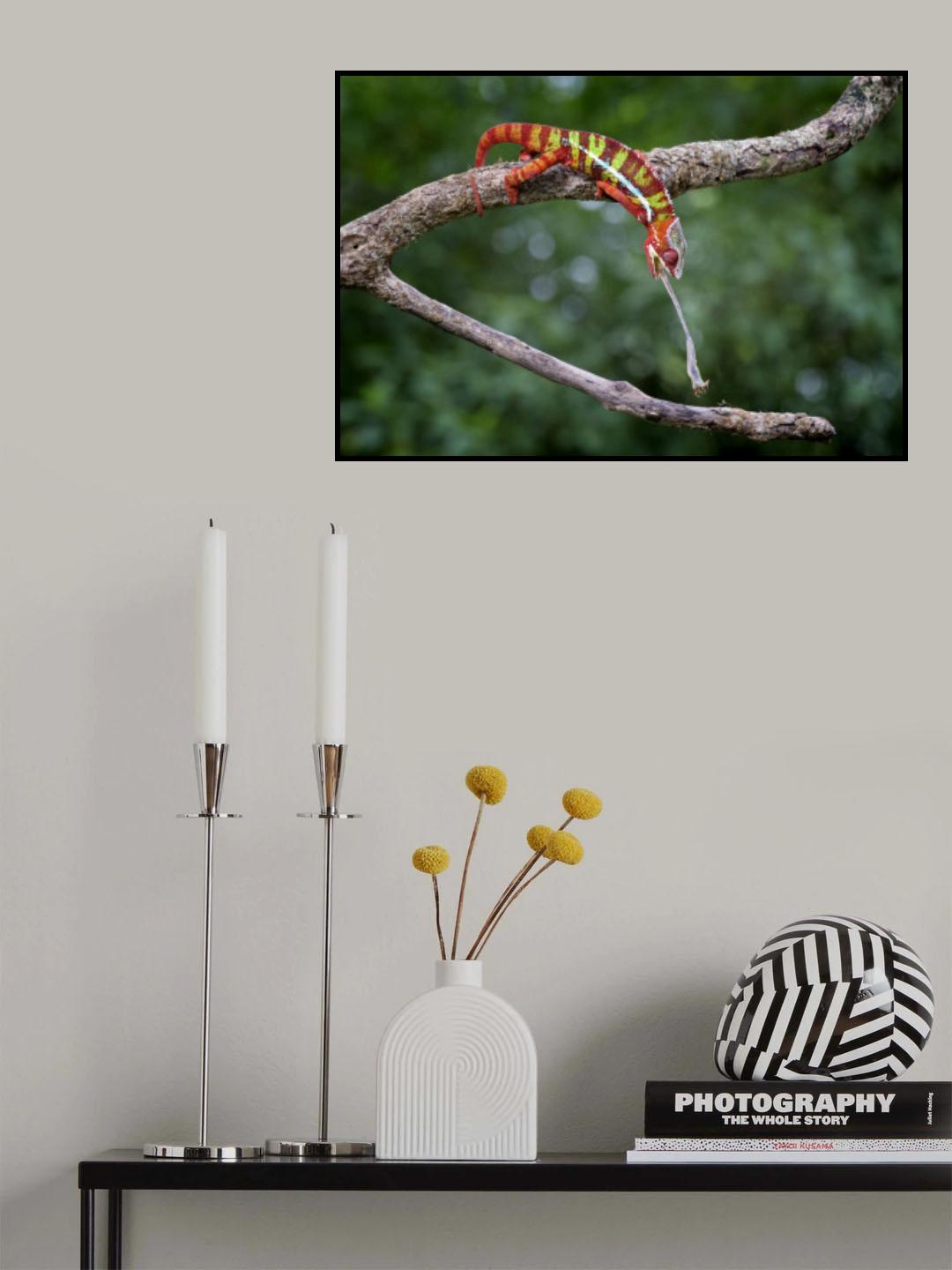 Panther Chameleon Poster och Canvastavla