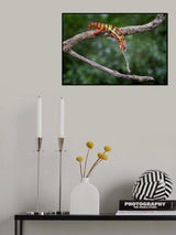 Panther Chameleon Poster och Canvastavla