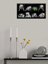 Eight Month old Siblings Poster och Canvastavla