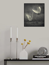 Great egrets fighting over a fishing spot Poster och Canvastavla