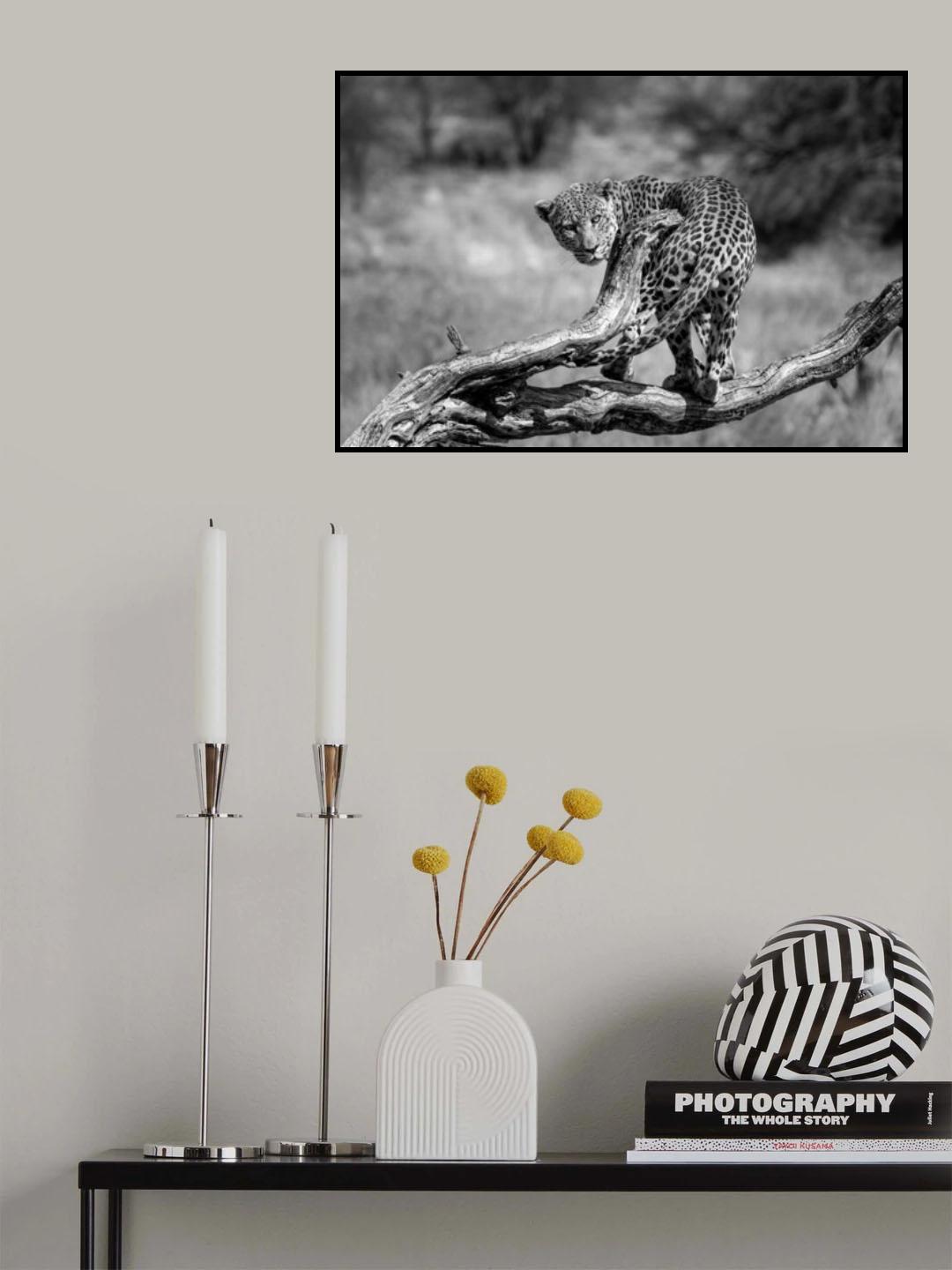 big cat Poster och Canvastavla