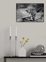 big cat Poster och Canvastavla