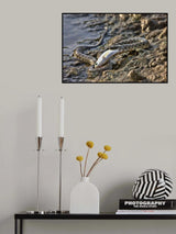 Poster och Canvastavla