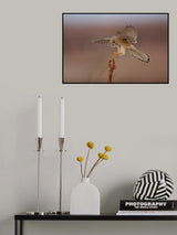 Common kestrel Poster och Canvastavla