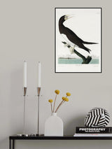 Booby Gannet From Birds of America (1827) Poster och Canvastavla