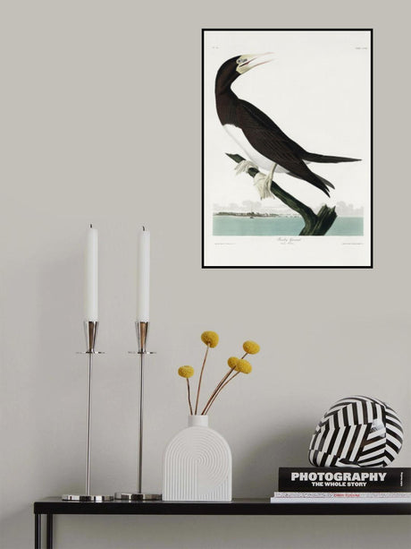 Booby Gannet From Birds of America (1827) Poster och Canvastavla