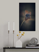 Female Common Blue Poster och Canvastavla