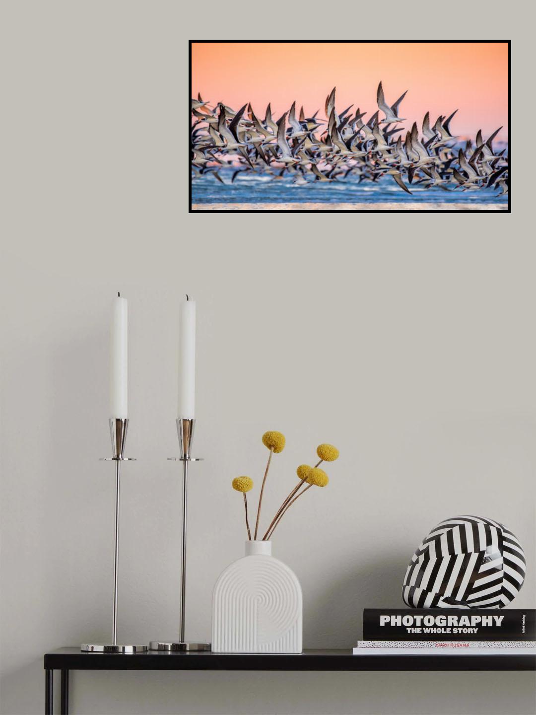 Black Skimmer Poster och Canvastavla