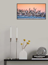 Black Skimmer Poster och Canvastavla