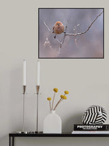 Vinous-throated Poster och Canvastavla