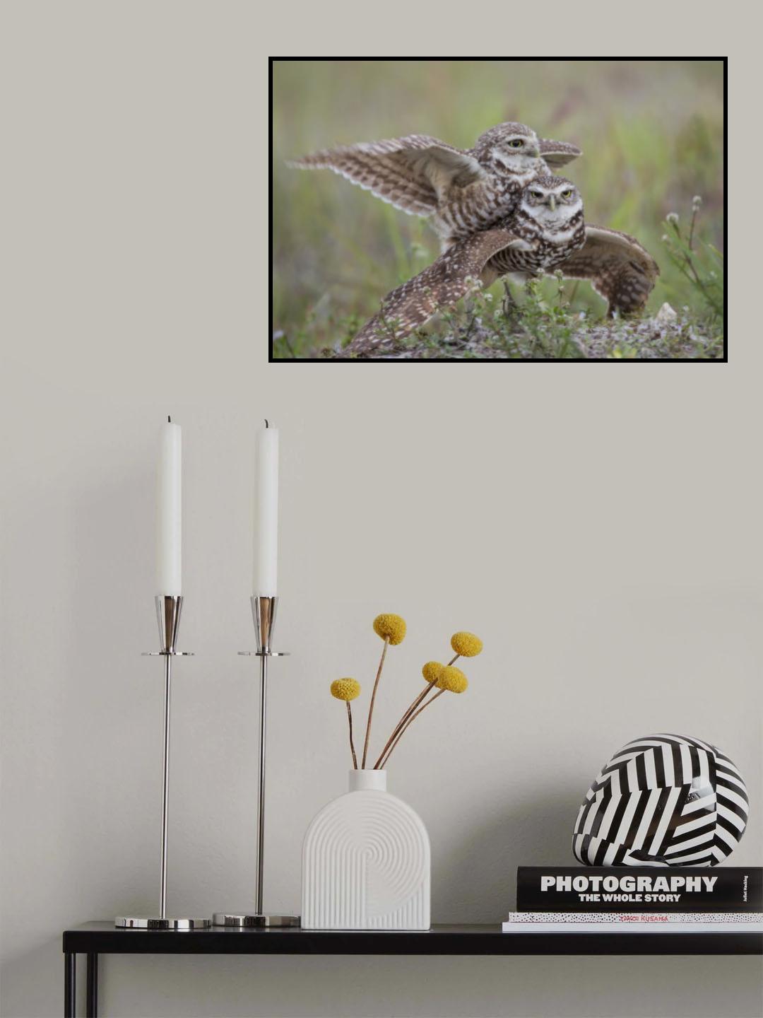 Burrowing Owl Love Poster och Canvastavla