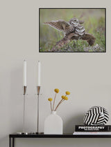 Burrowing Owl Love Poster och Canvastavla