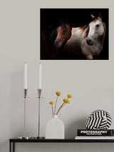 Cavalli Poster och Canvastavla