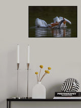 Pelicon and Fish Poster och Canvastavla