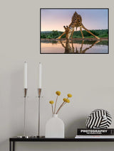 Sunset giraffe drinking Poster och Canvastavla