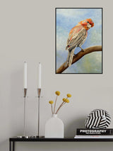 I Spy With My Little Eye   Male House Finch Poster och Canvastavla