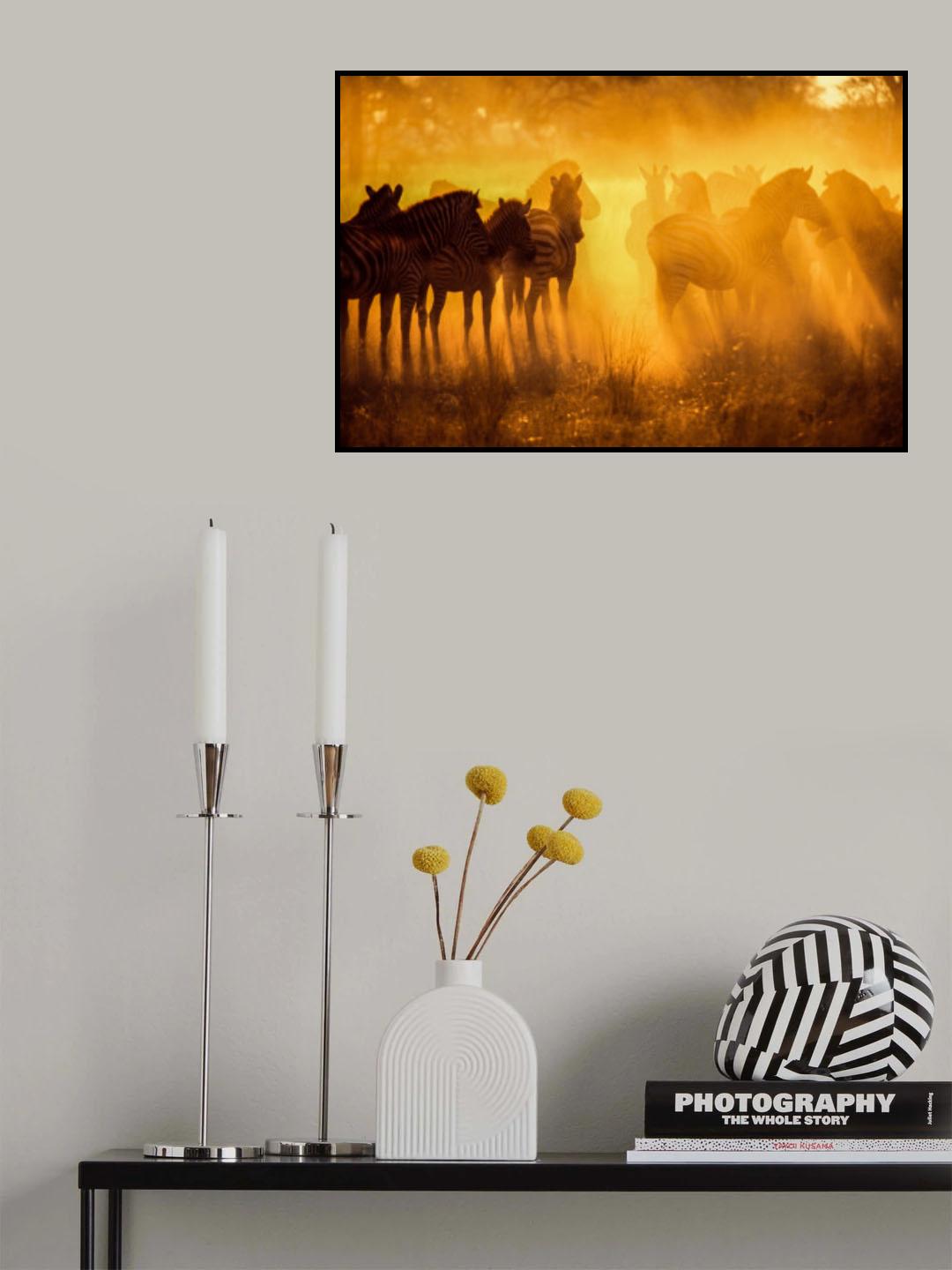 Zebras in Early Light-Botswana Poster och Canvastavla