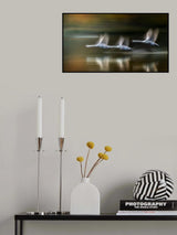 Swans in  flight in Autumn Poster och Canvastavla