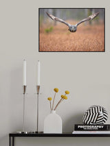 Great grey owl Poster och Canvastavla