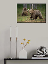 Bears Poster och Canvastavla