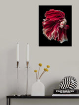 Wave Betta Poster och Canvastavla