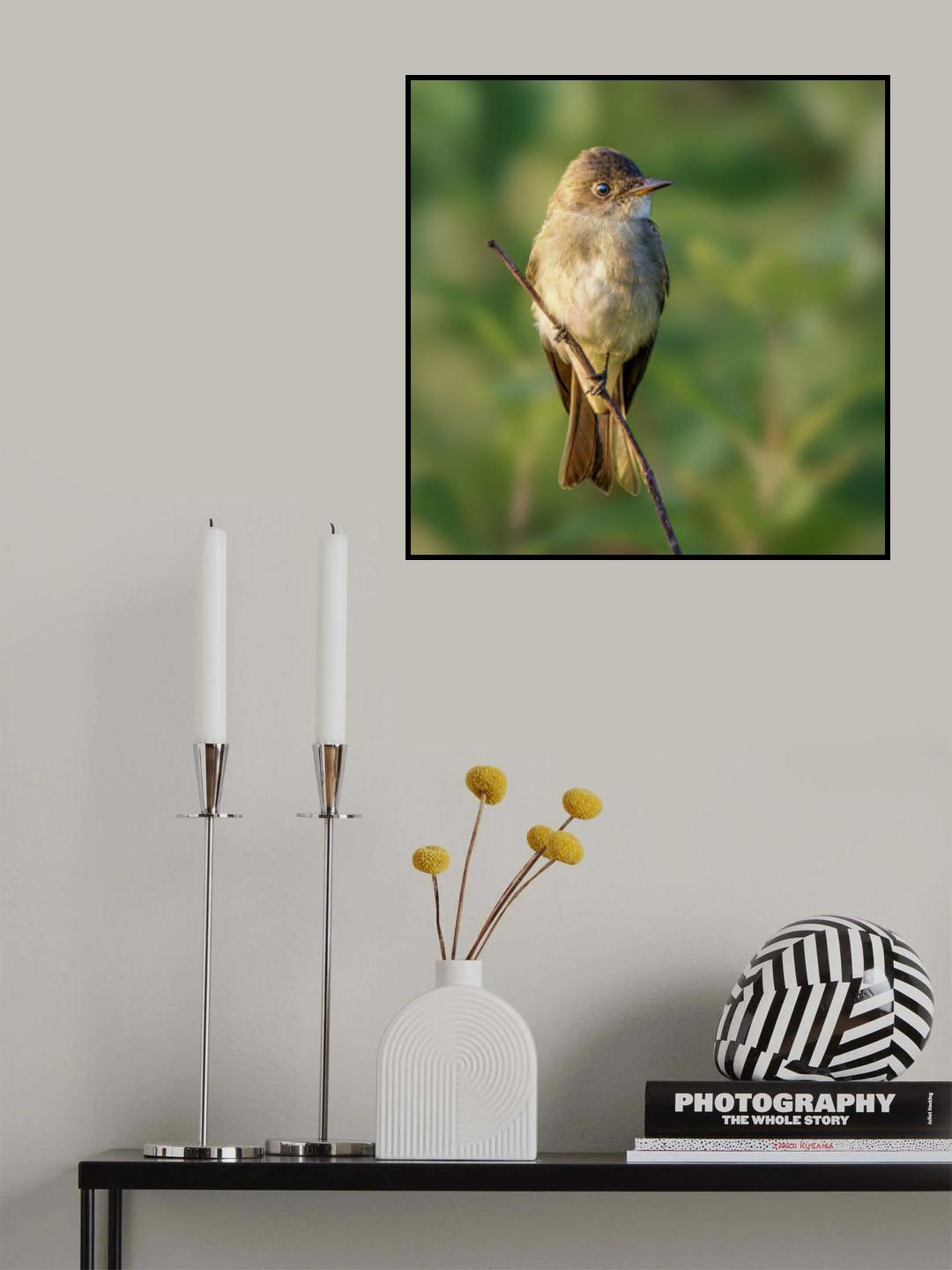 eastern wood pewee Poster och Canvastavla