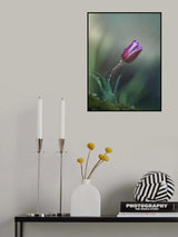 L'anemone .... creduto di essere un tulipano .... Poster och Canvastavla