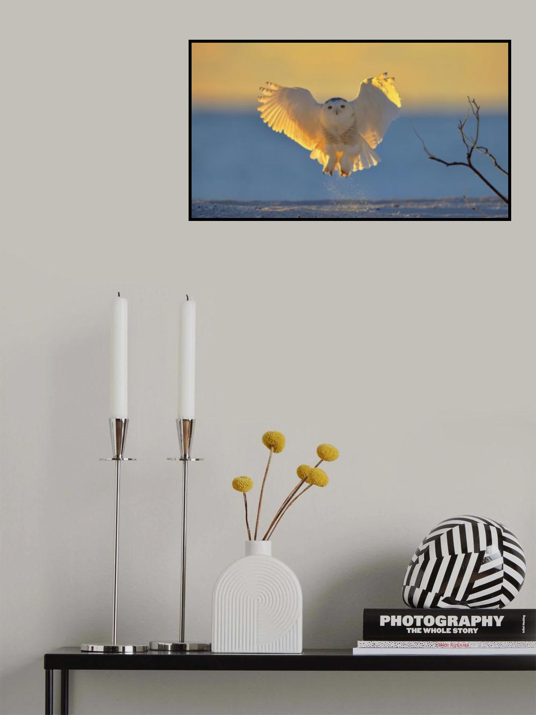Snowy Owl at Sunrise Poster och Canvastavla