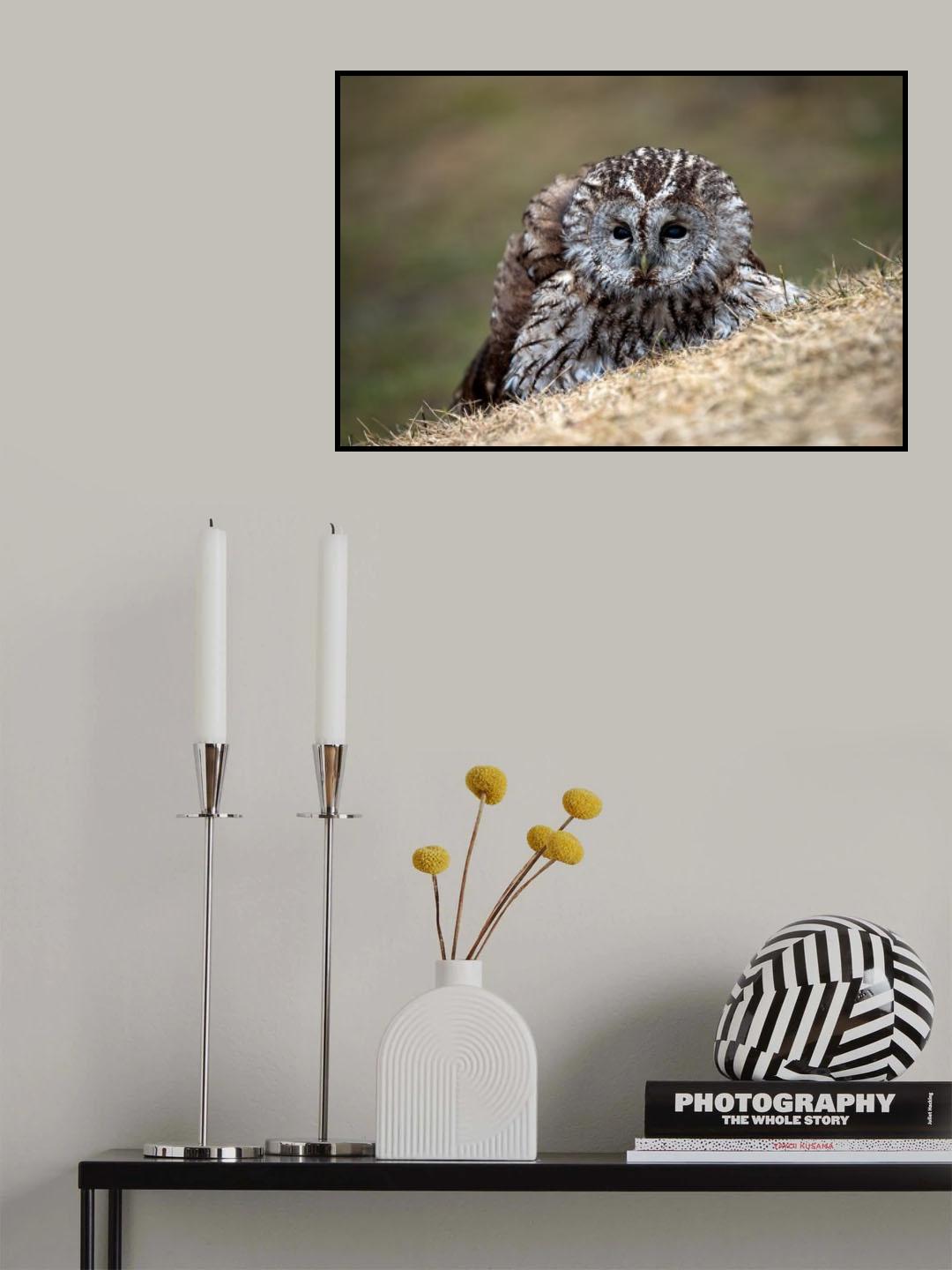 Tawny Owls Poster och Canvastavla
