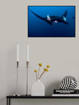 Black Pacific Manta Poster och Canvastavla