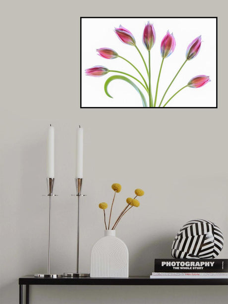Tulipa Poster och Canvastavla
