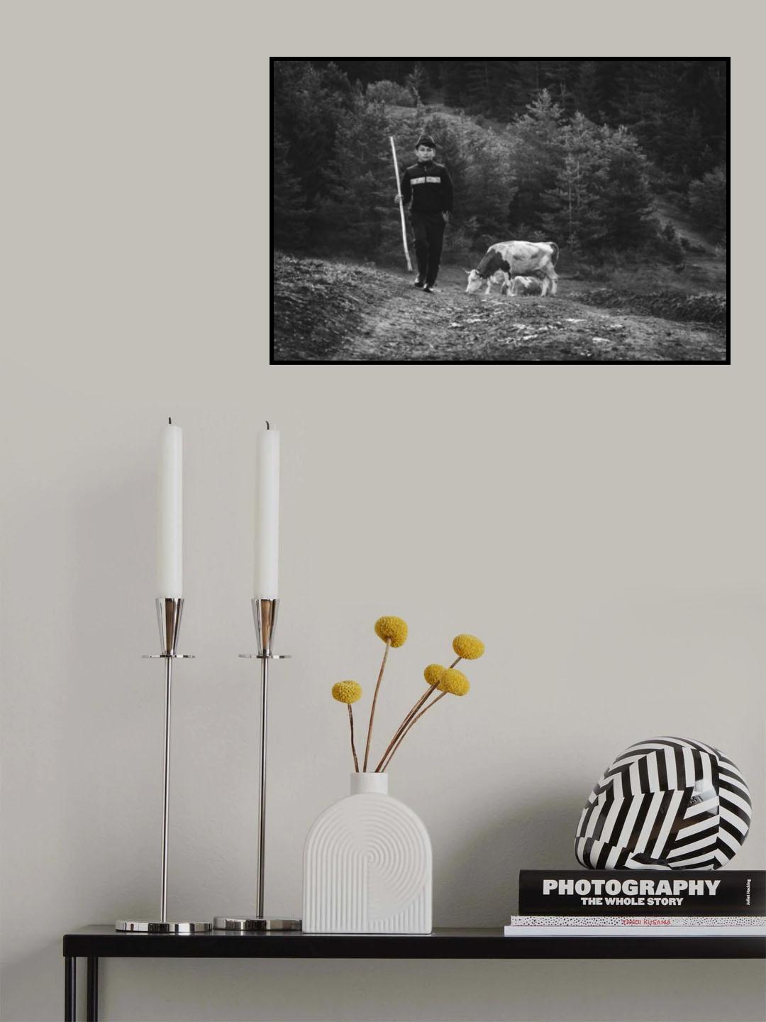 Little shepherd cows - II Poster och Canvastavla