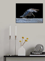 Blue Heron Searching For Food Poster och Canvastavla